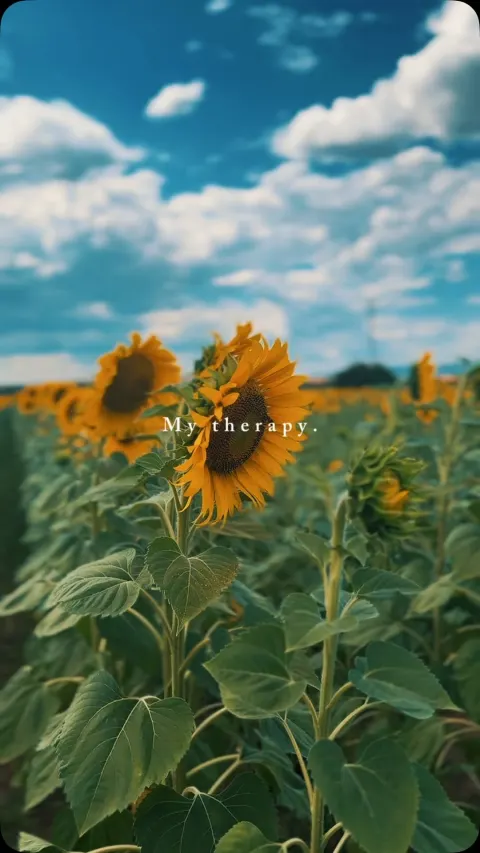 Instagram reel