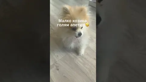 UGC видео за кучешки лакомства | Мъфин