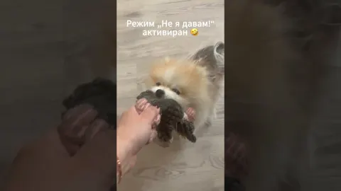 UGC видео за кучешка играчка | Мъфин